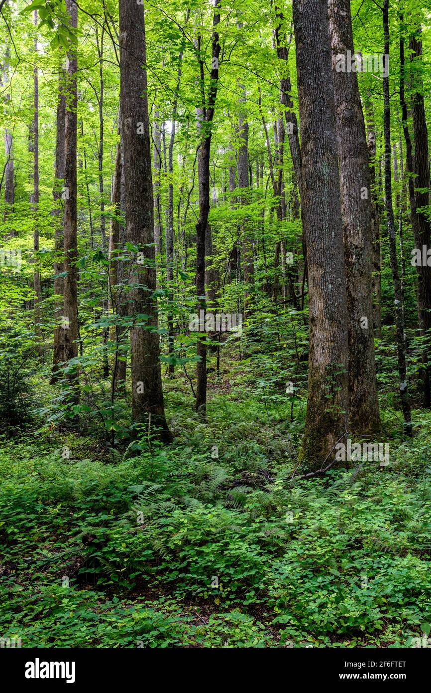 Passeggiata estiva nei boschi, Great Smoky Mountains National Park, Tennessee Foto Stock
