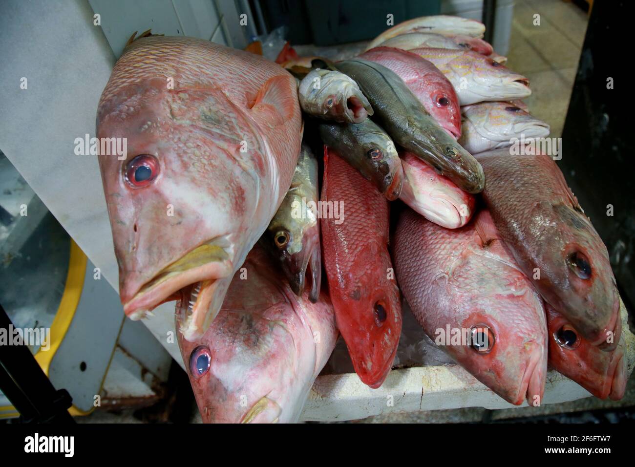 salvador, bahia, brasile - 11 dicembre 2020: Pesce fresco in vendita presso il mercato popolare Agua de Meninos, nella città di Salvador. *** Local Caption *** Foto Stock