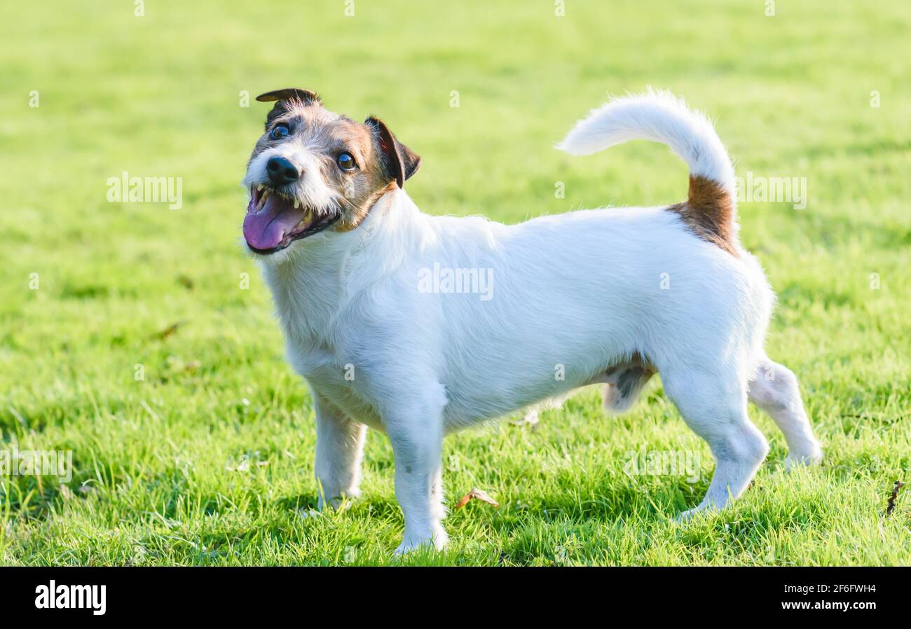 Happy sorridente Jack Russell Terrier cane animale domestico in piedi su verde prato in erba calda soleggiata giornata estiva Foto Stock