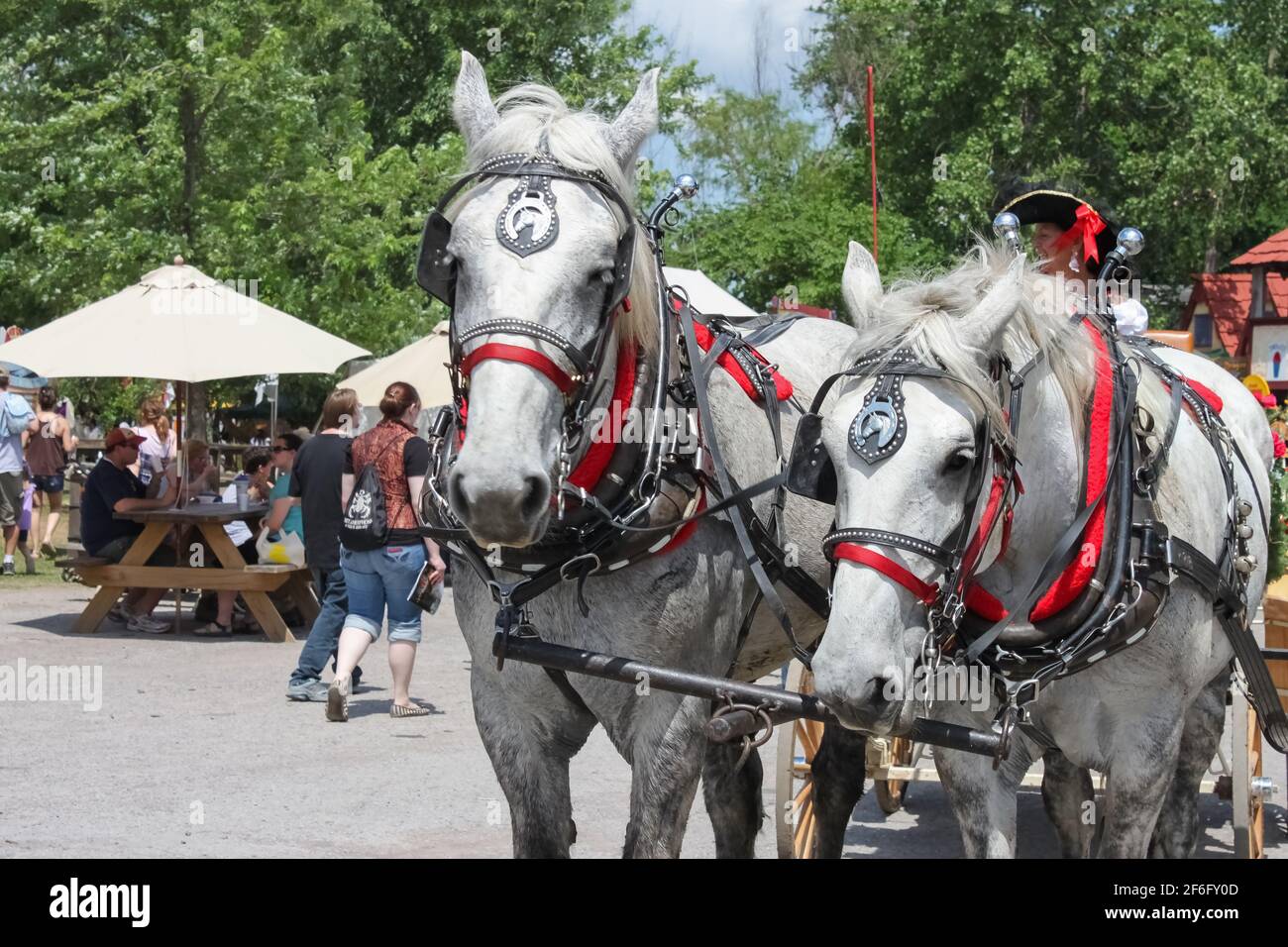 Bella coppia di cavalli bianchi abbinati in bella imbracatura con un sacco di blinders rossi e campane tirare carro a. Renassiance Festival Muskogee Oklahoma Foto Stock