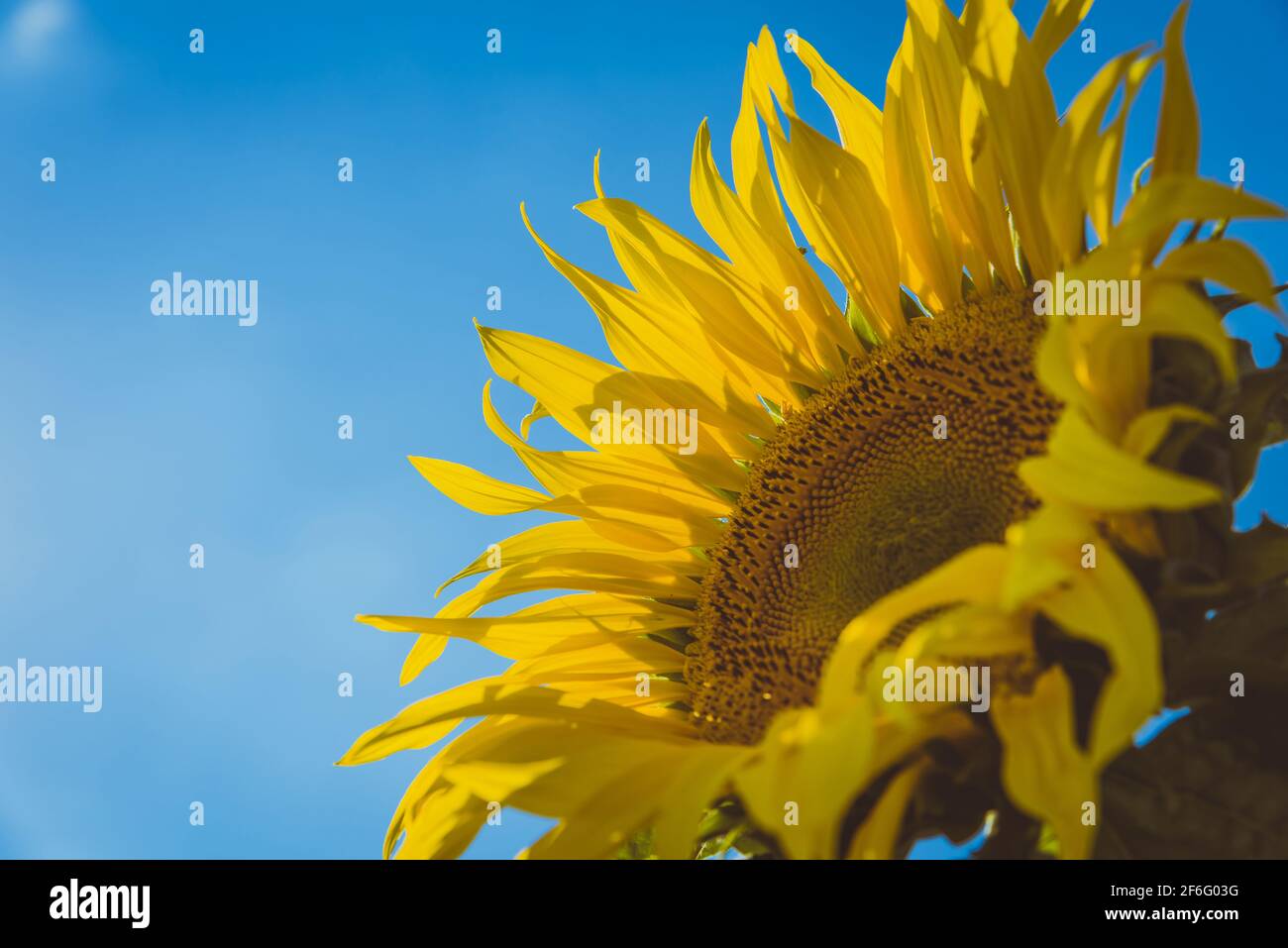 Primo piano di girasole in fiore in una giornata di sole contro il cielo blu. Campagna paesaggio estivo con girasoli dorati e spazio per la copia Foto Stock