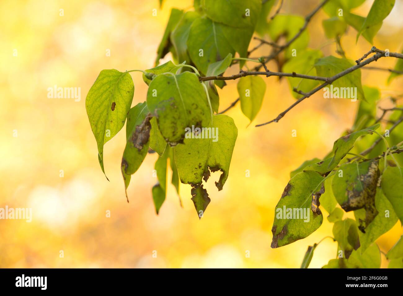 Lilla, Syrina vulgaris ramata con foglie in colori autunnali Foto Stock
