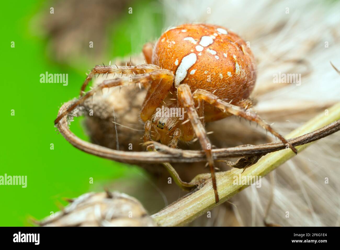 Giardino europeo, ragno Araneus diadematus Foto Stock