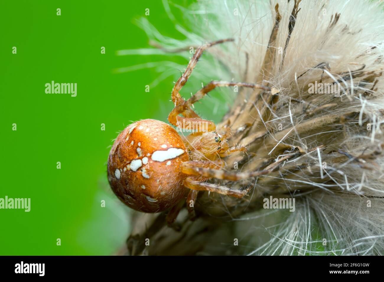 Giardino europeo, ragno Araneus diadematus Foto Stock