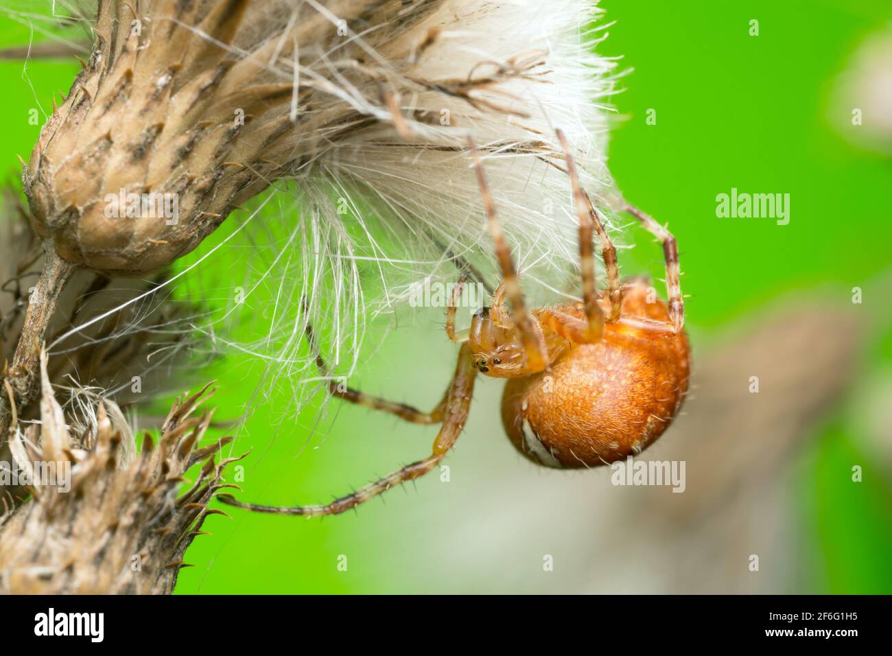 Giardino europeo, ragno Araneus diadematus Foto Stock