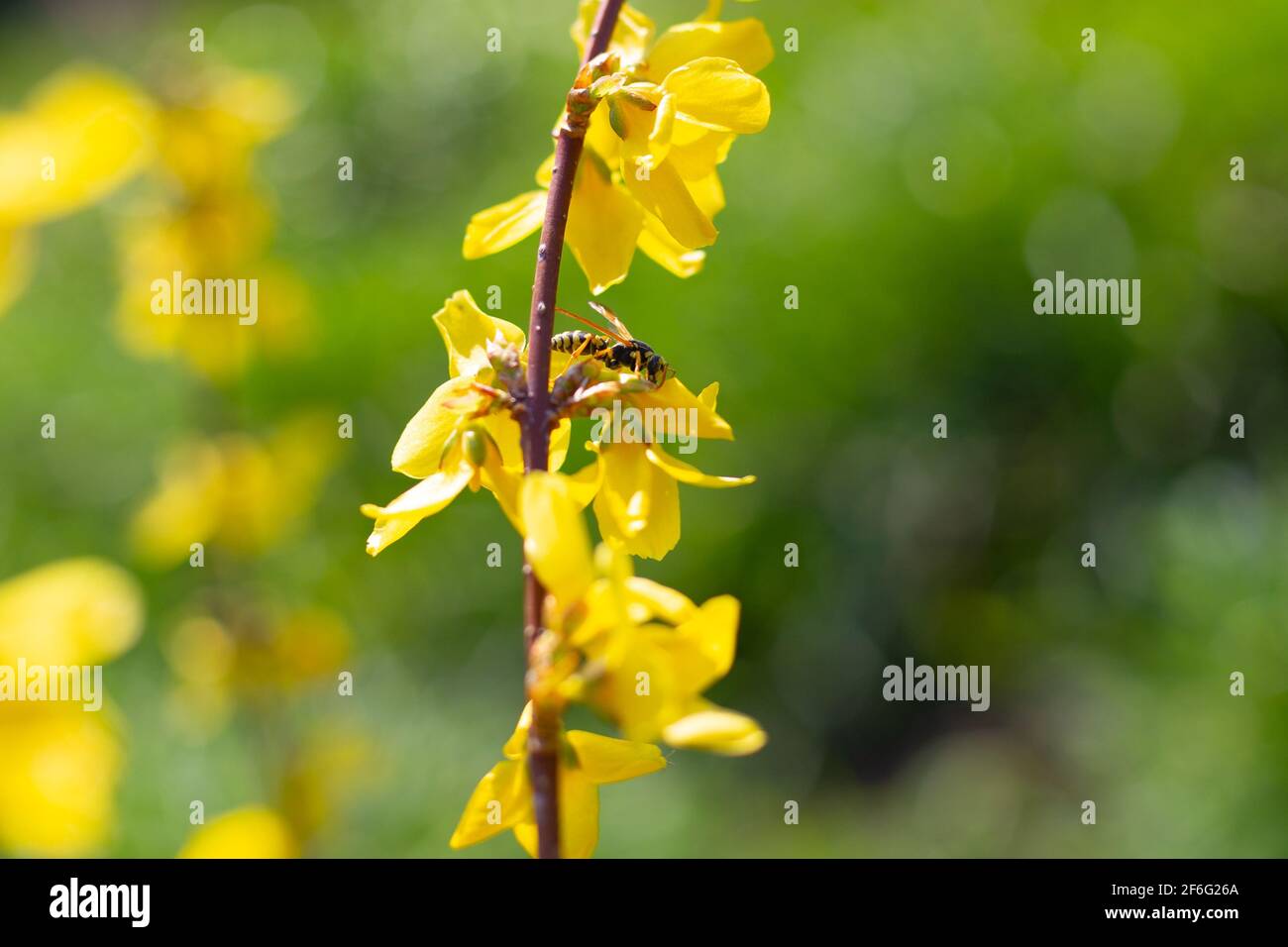 WASP su un fiore giallo di un cespuglio di forsizia. Umore primaverile, aromi da giardino. Foto Stock