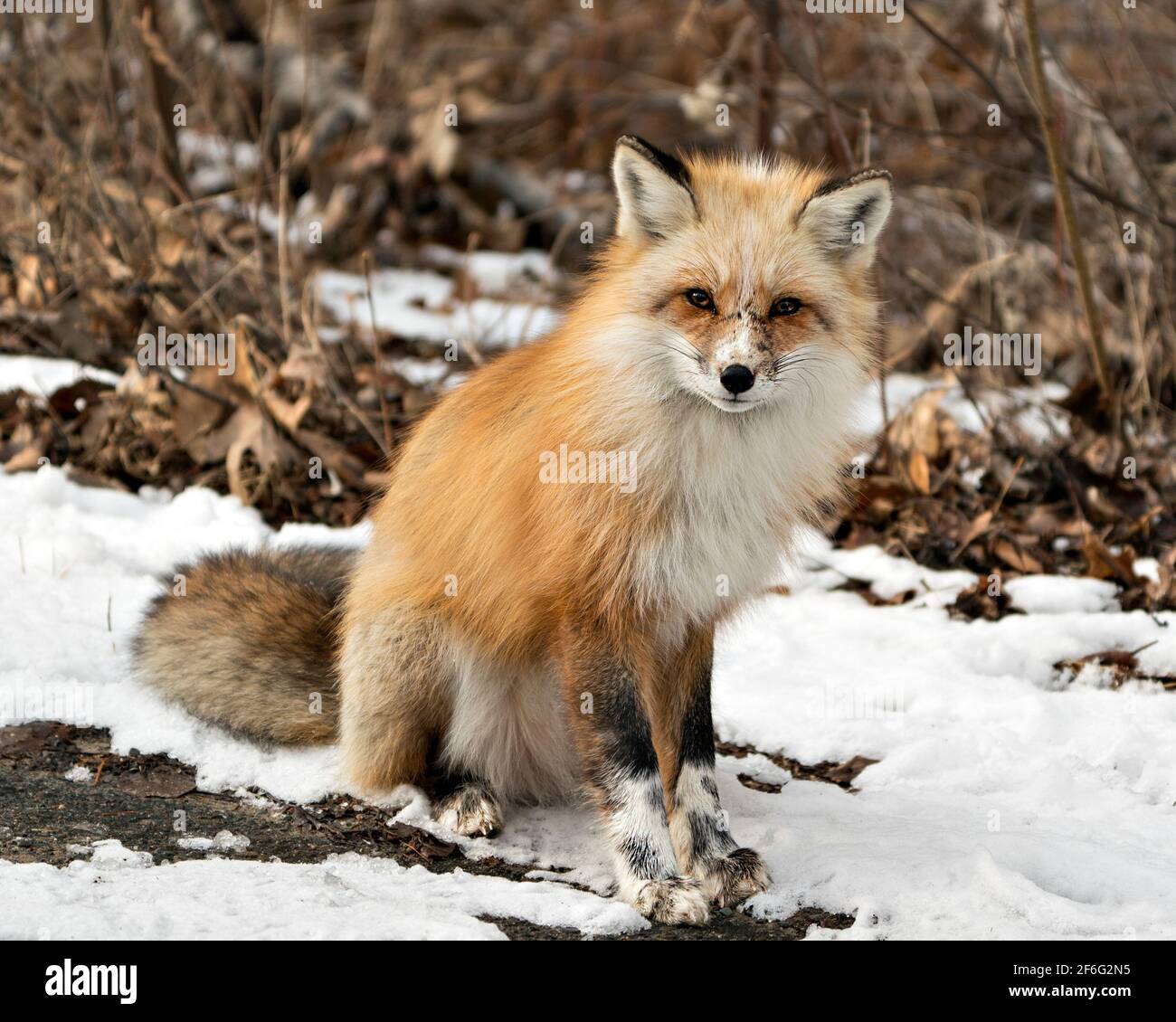 Profilo di primo piano della volpe rossa unica seduto e guardando la fotocamera nella stagione invernale nel suo ambiente e habitat con sfondo sfocato. Immagine FOX. Foto Stock