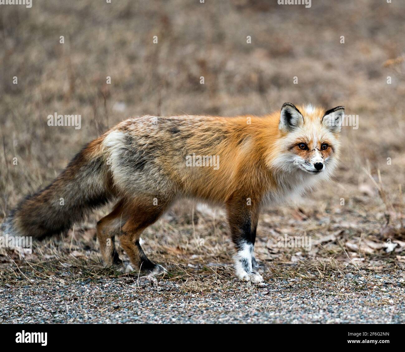 Vista in primo piano del profilo laterale della volpe rossa unica guardando la telecamera nella stagione primaverile nel suo ambiente e habitat con sfondo sfocato. Immagine FOX. Foto Stock