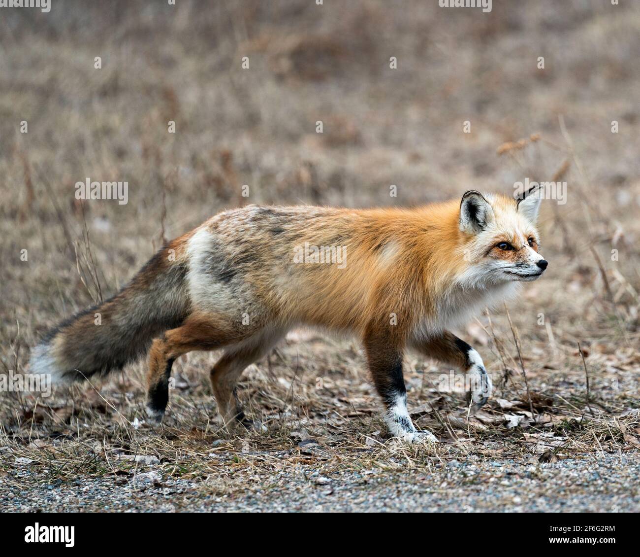 Profilo vista laterale in primo piano della volpe rossa unica nella stagione primaverile nel suo ambiente e habitat con sfondo sfocato. Immagine FOX. Immagine. Verticale. Foto Stock