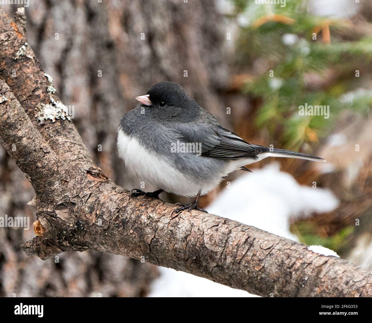 Uccello Junco appollaiato su un ramo che mostra piumaggio grigio piuma, testa, occhio, becco, piedi, con uno sfondo sfocato nel suo ambiente e habitat. Immagine. Foto Stock