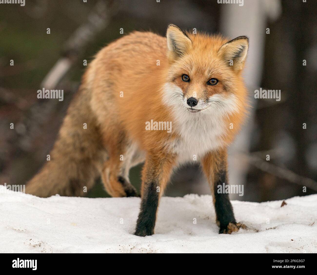 Vista del profilo di Red Fox in primo piano nella stagione invernale con sfondo di foresta sfocata guardando la fotocamera e godendo il suo ambiente e habitat. Immagine FOX. Foto Stock