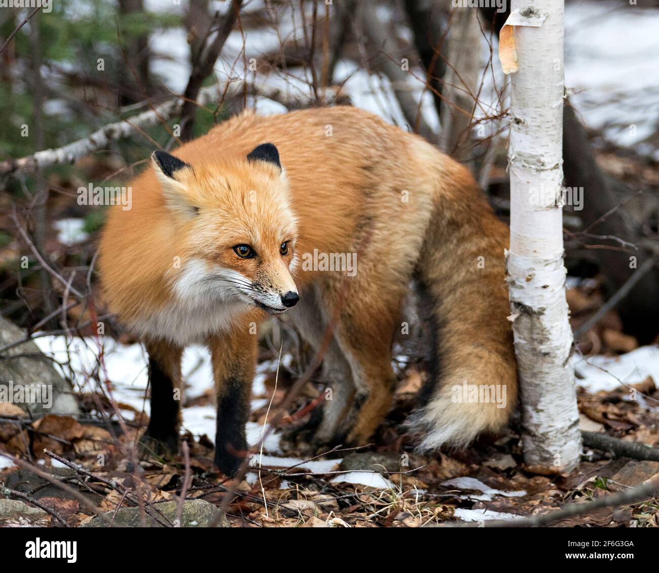 Vista ravvicinata del profilo Red Fox con orecchie e coda boscata nella stagione invernale con sfondo sfocato e ambiente piacevole. Immagine FOX. Immagine. Foto Stock