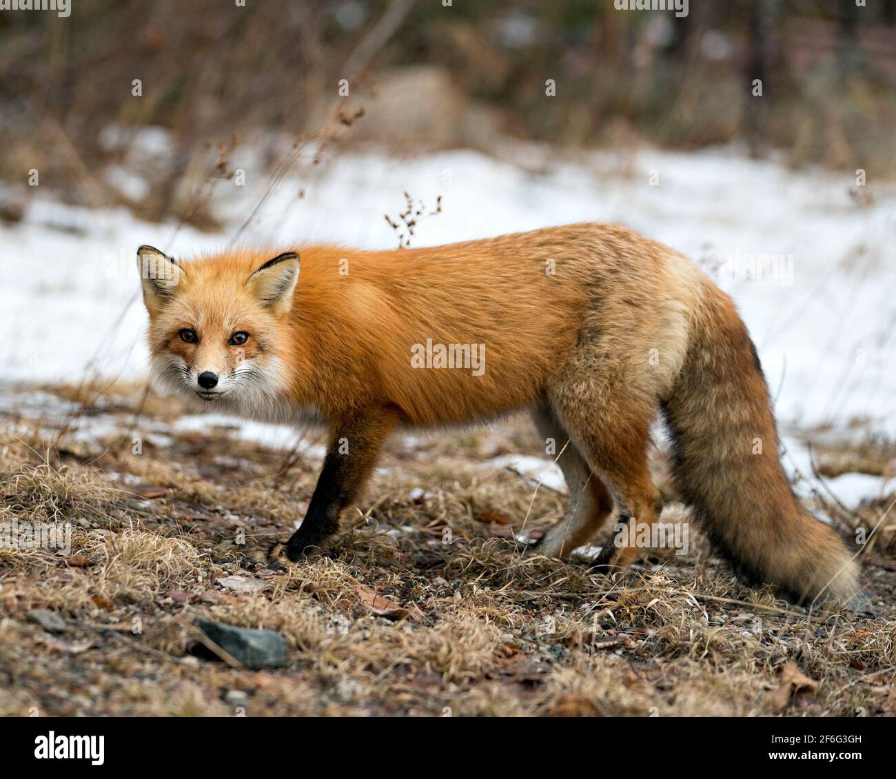 Vista del profilo di Red Fox in primo piano nella stagione invernale con sfondo sfocato e godendo del suo ambiente e habitat. Immagine FOX. Foto Stock