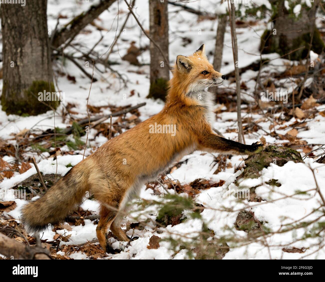 Vista ravvicinata del profilo Red Fox nella stagione invernale in piedi sulle gambe posteriori con sfondo di foresta sfocata e godendo del suo habitat. Immagine FOX. Immagine. Foto Stock