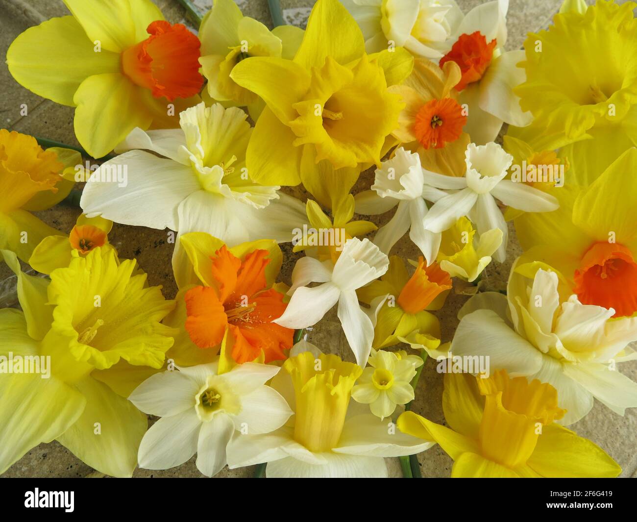 Biglietto di auguri narciso - Italia