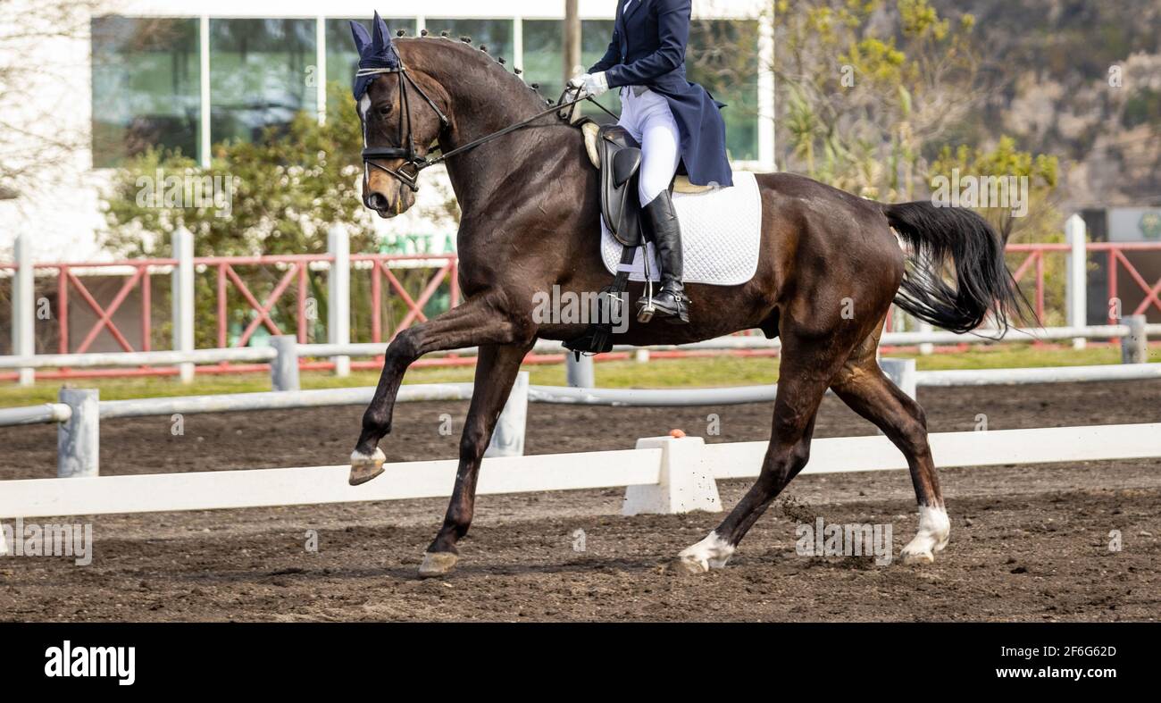 Concorso di dressage, equitazione in arena all'aperto, spettacolo. Foto Stock