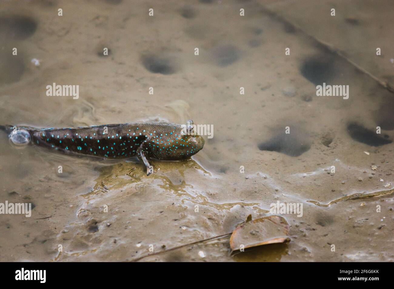 Mudskippers sono pesci anfibio, e questa è stata trovata vicino al Molo di Phuket, Tailandia. Foto Stock