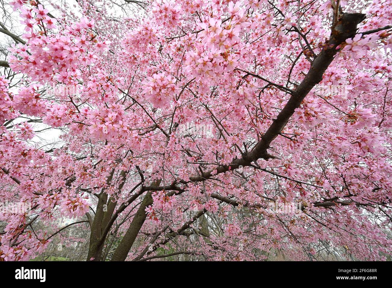 I fiori rosa adornano un albero di fiori di ciliegio piantato vicino al  modello stagno barca a Central Park, New York, NY, 31 marzo 2021. Anche  noto come ciliegia giapponese o sakura,