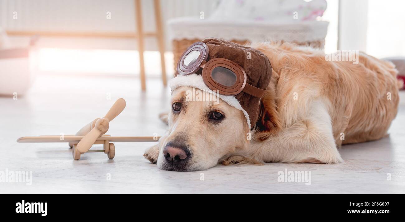 Golden retriever cane in occhiali pilota Foto Stock