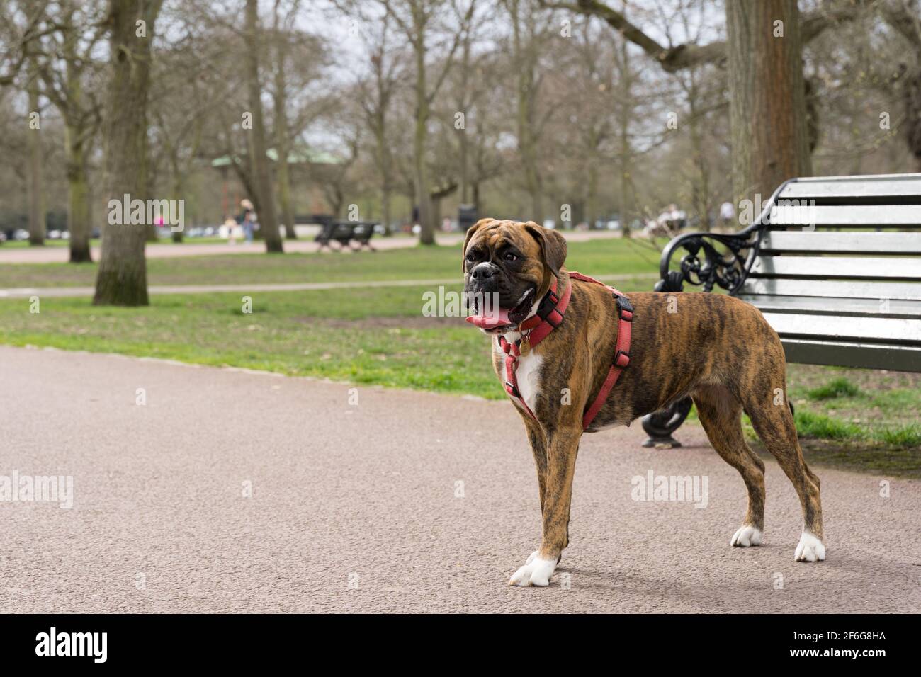 Bull cane bastone fuori la sua lingua in caldo giorno di primavera, sole a greenwich Park Foto Stock