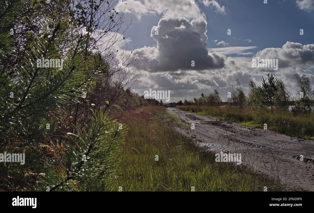 Moorlandschaft - Moorweg mit Reifenspuren - Kumuluswolke Foto Stock