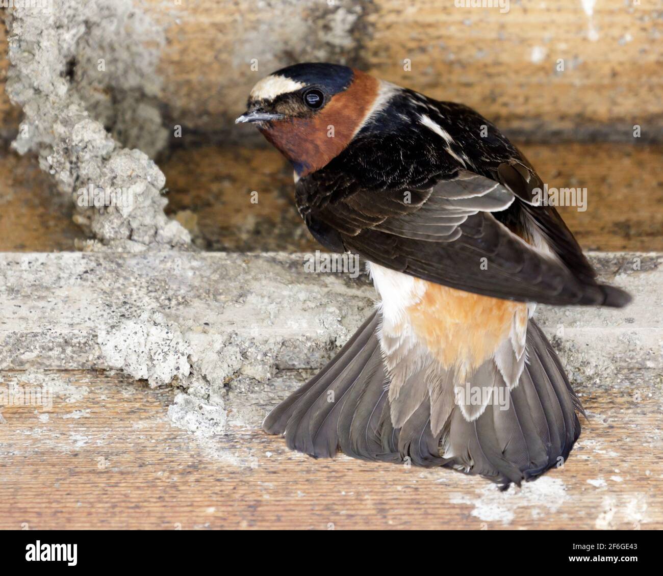 Fienile Swallow adulto appollaiato accanto al nido in costruzione, mostrando le piume coda, e guardando indietro alla fotocamera. Santa Clara County, California, Stati Uniti. Foto Stock