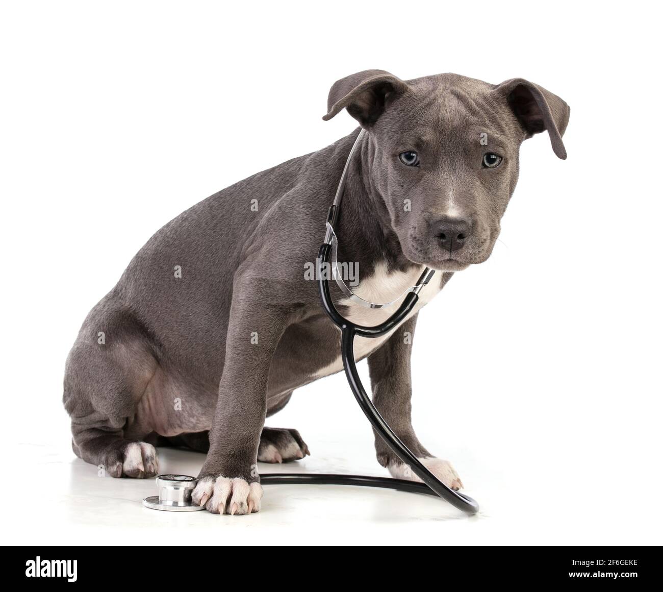 Puppy american staffordshire terrier su sfondo bianco Foto Stock