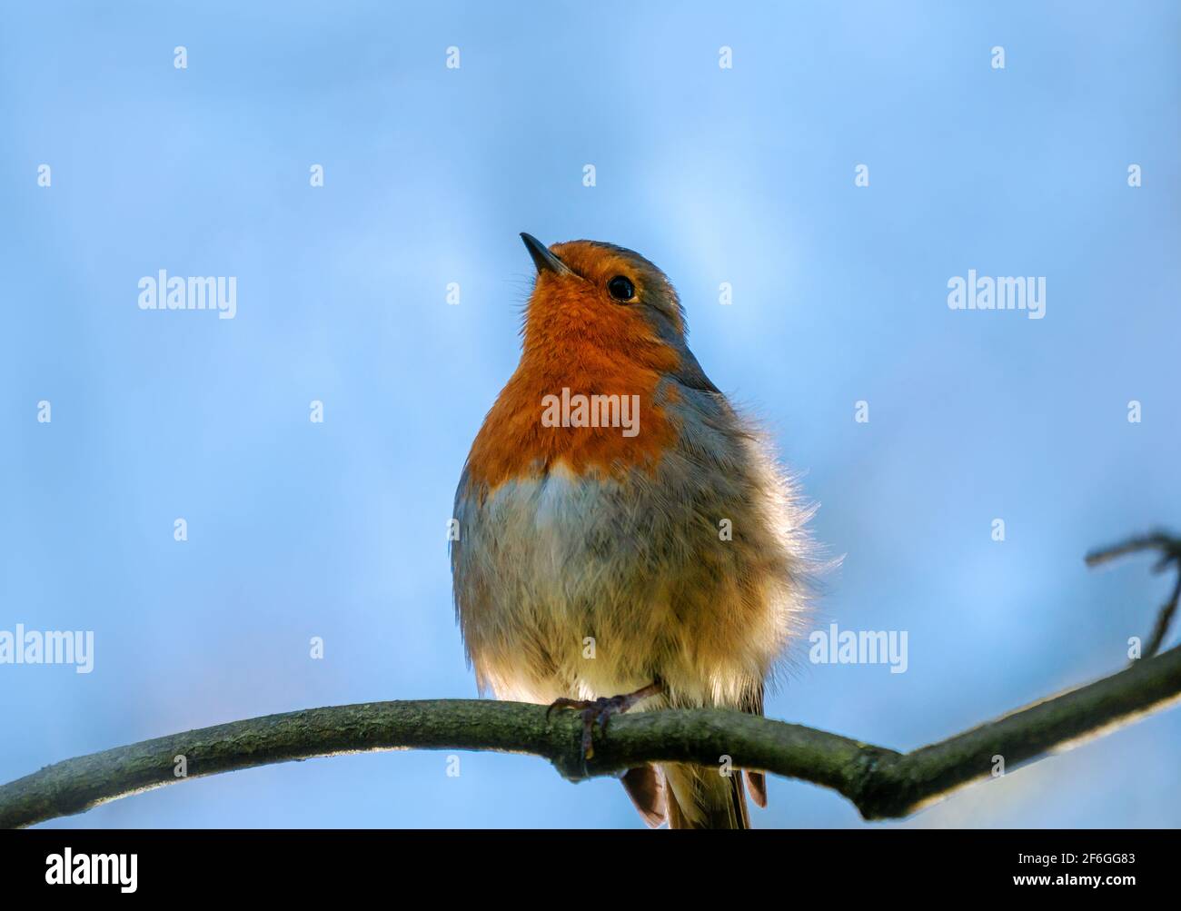 Bella rossbreast Robin songbird su un ramo di albero nel stagione primaverile Foto Stock