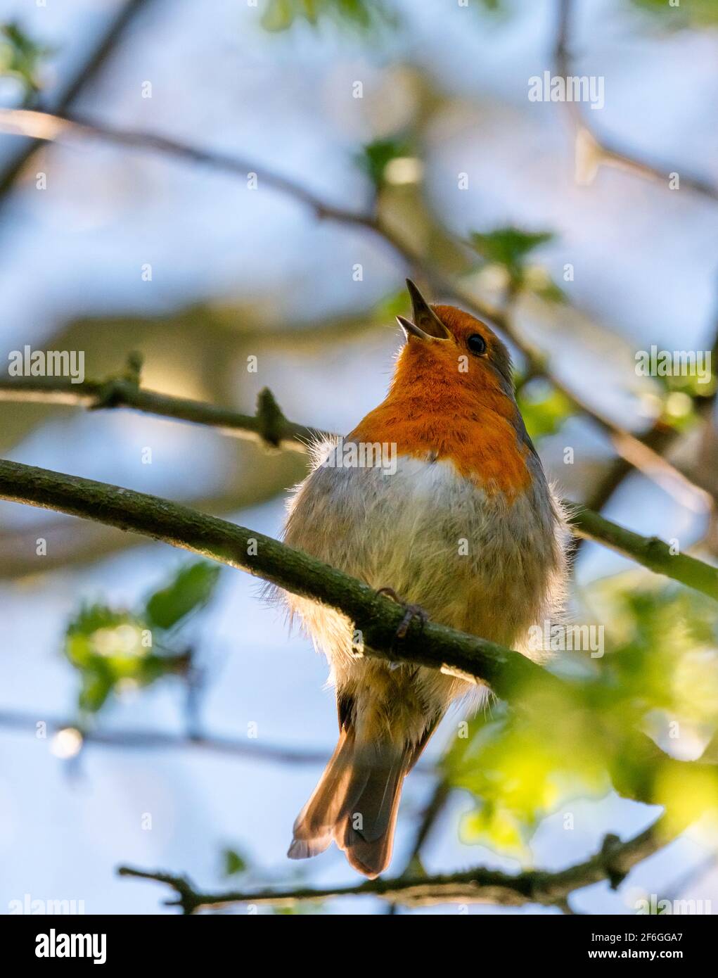 Bell'uccello songbird Robin su un ramo di albero nel stagione primaverile Foto Stock