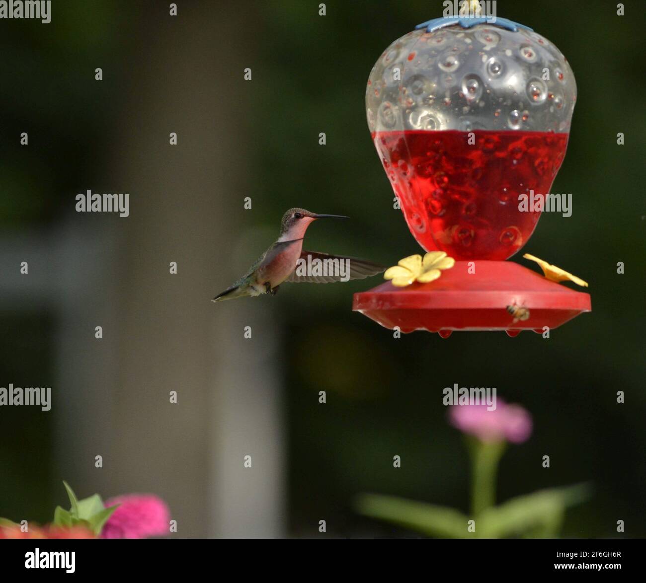 Femmina rubino colibrì al mangiatoia Foto Stock