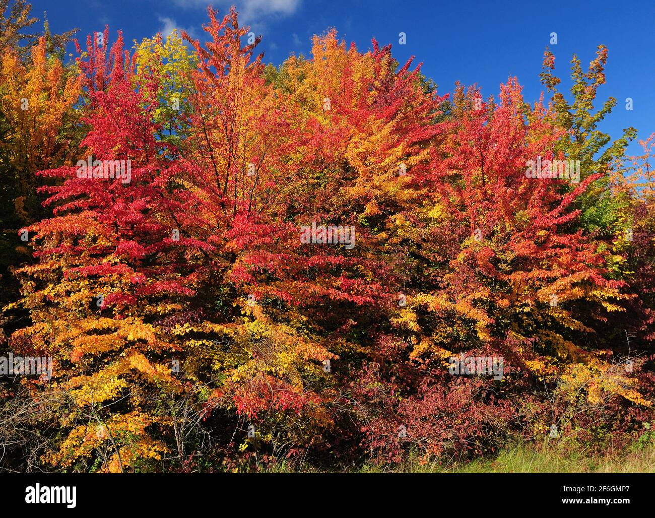 Colorful Autunno Foliage sugli alberi a foglia larga nello Spessart Montagne Germania durante UN giorno di sole Foto Stock