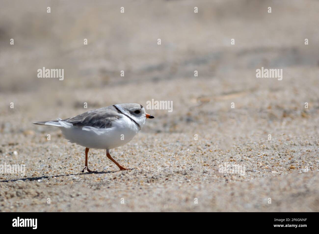 Piping Plover (Charadrius melodus) che cammina su Sandy Hook, NJ, spiaggia sulla soleggiata mattina di primavera Foto Stock