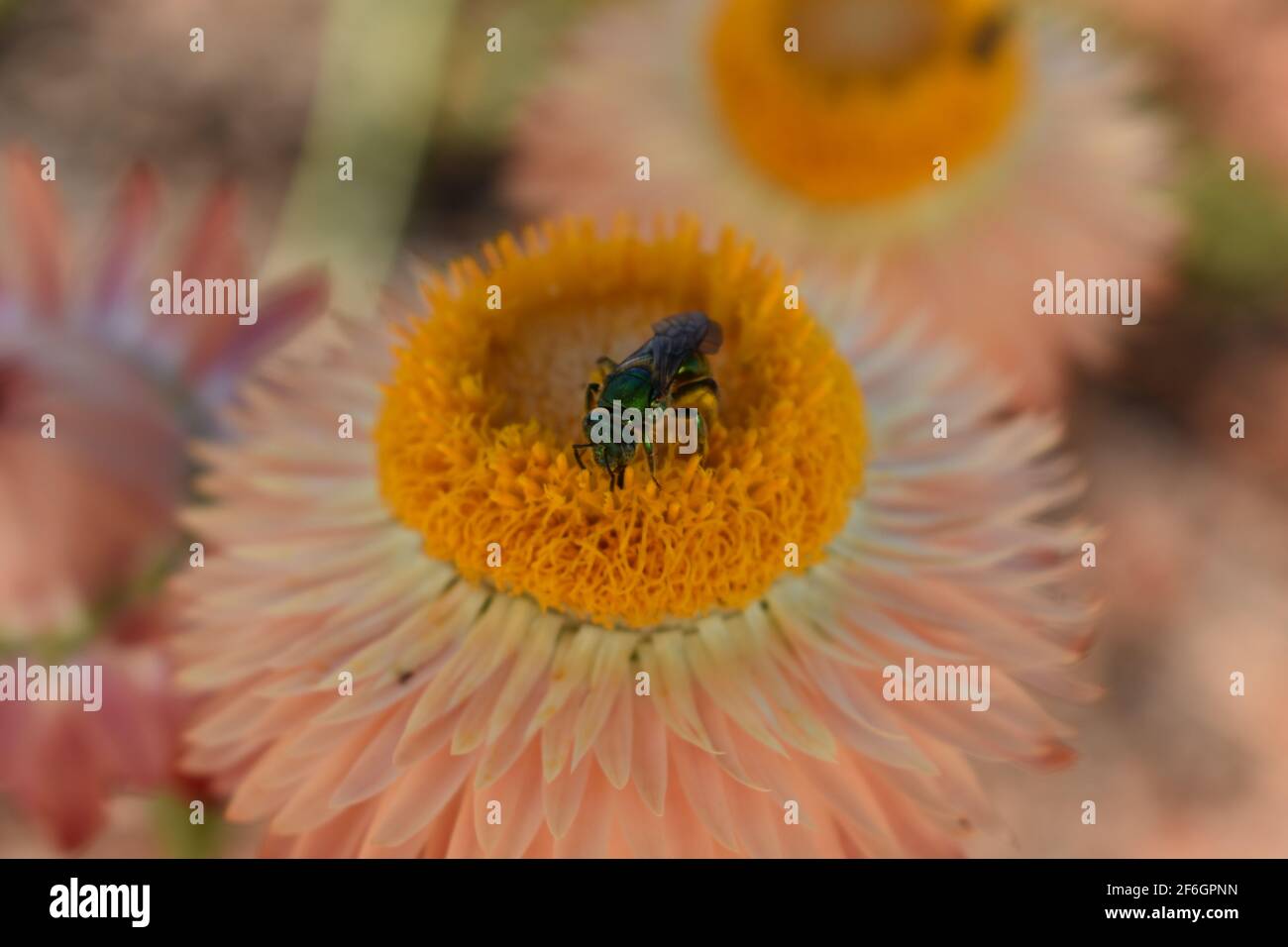 Primo piano di euglosini verde ape prende il polline con la bocca e gambe di fiore giallo eterno Foto Stock