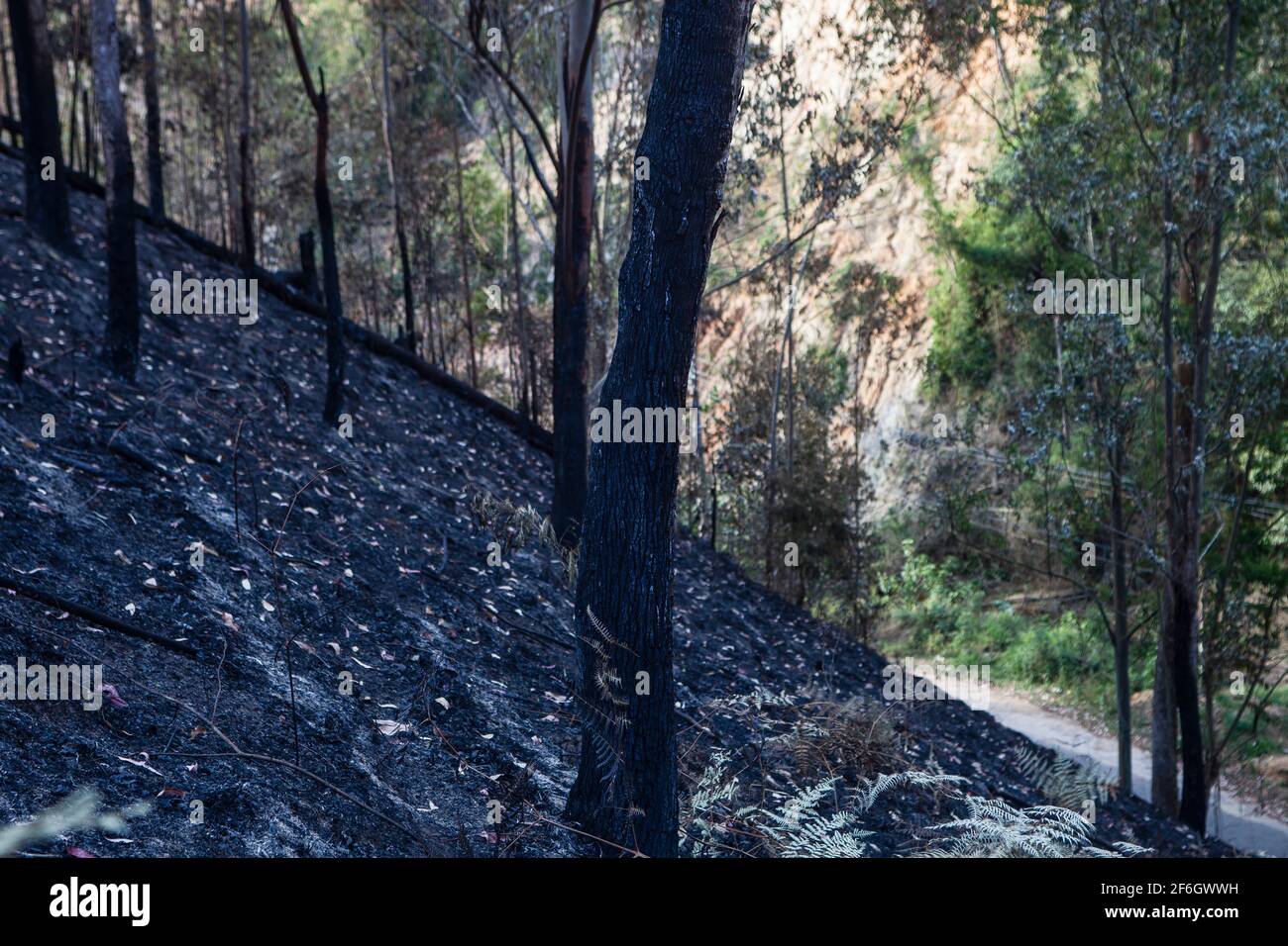 Doppia deforestazione - l'agricoltura di schiash-and-burn in primo piano, un metodo di agricoltura che coinvolge il taglio e la combustione delle piante in una foresta e frana causata dalla pioggia e dall'erosione in background. Nova Friburgo, stato di Rio de Janeiro, Brasile. Foto Stock