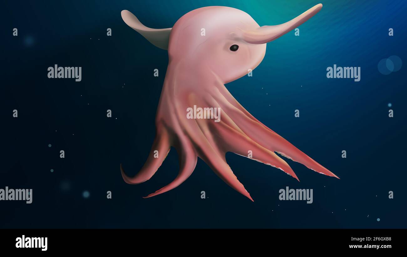 Dumbo Octopus. Gripoteuthis. Illustrazione realistica. Polpo dumbo. Foto Stock