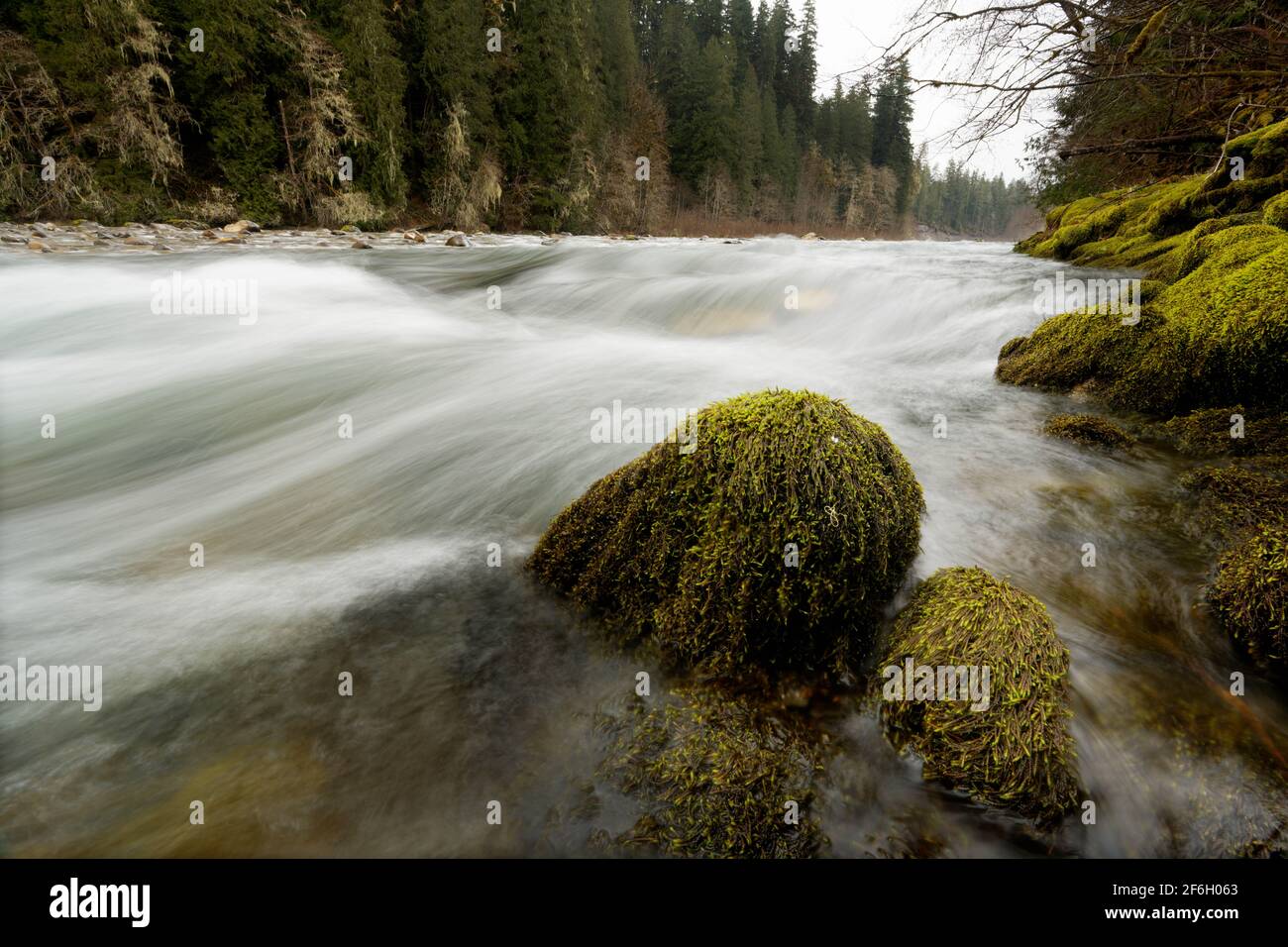 Sauk River, massi e alberi ricoperti di licheni, Darrington, Snohomish County, Washington, USA Foto Stock