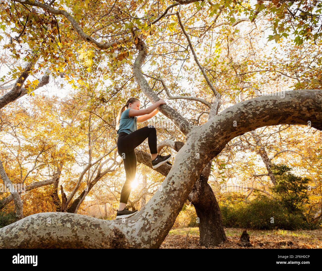 Stati Uniti, California, Missione Viejo, ragazza (12-13) arrampicata albero nella foresta al tramonto Foto Stock