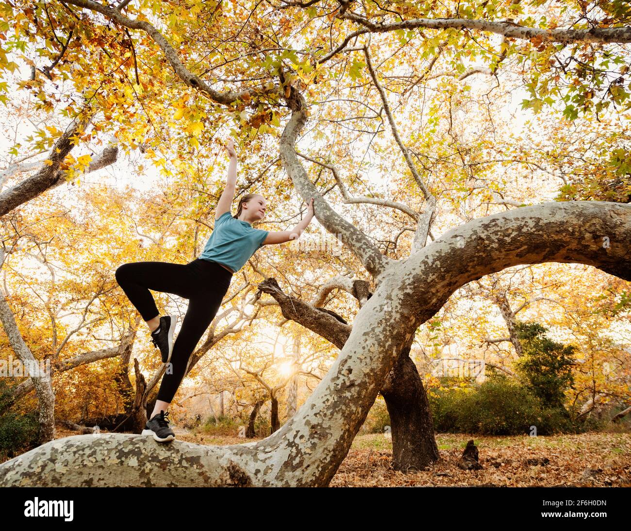 Stati Uniti, California, Missione Viejo, ragazza (12-13) che si esercita sul ramo dell'albero Foto Stock