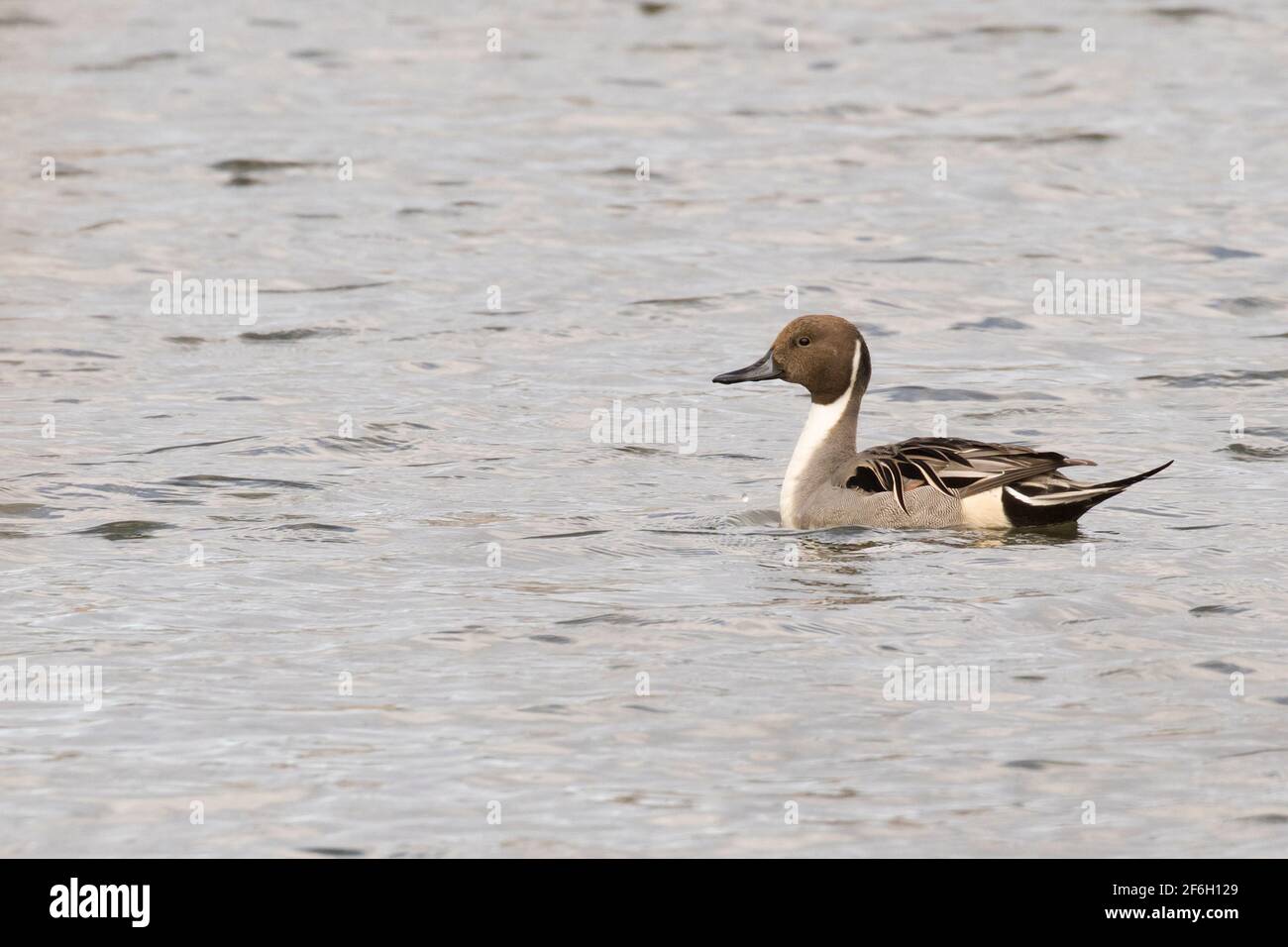 Northern Pintail (Anas acuta) nuotare su uno stagno, Long Island, New York Foto Stock