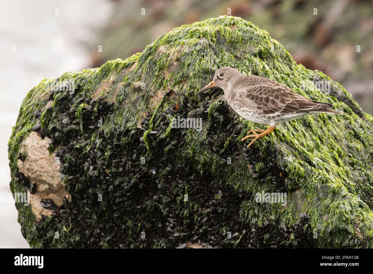 Porpora Sandpiper (Calidris maritima) foraggio tra cozze marine su rocce coperte di alghe, Long Island, New York Foto Stock