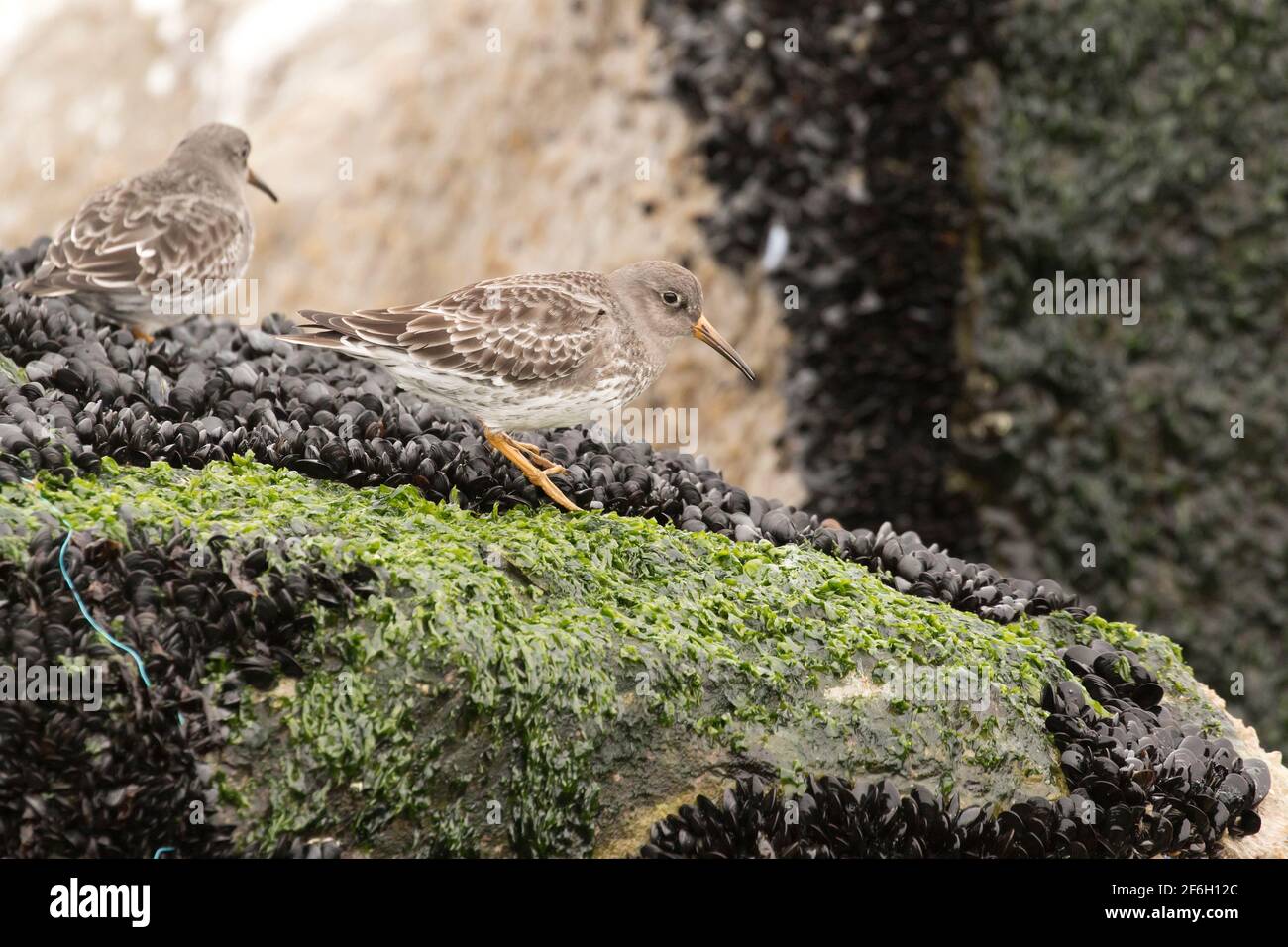 Porpora Sandpiper (Calidris maritima) foraggio tra cozze marine su rocce coperte di alghe, Long Island, New York Foto Stock