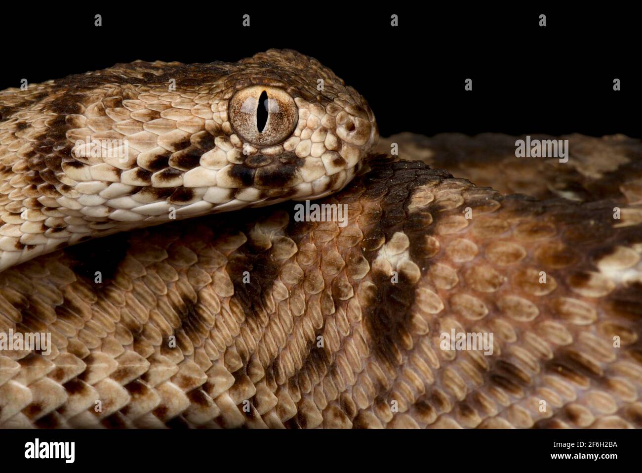Vipera per tappeti ocellati (Echis ocellatus) Foto Stock