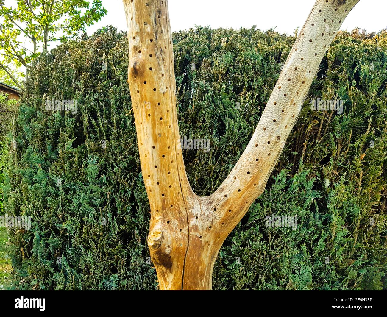 Insetti Hotel fatto di legno, argilla, argilla senza protezione degli uccelli api selvatiche nido qui, buchi come un brodo di aiuto boccato larve insetto bambino prole Wild Foto Stock