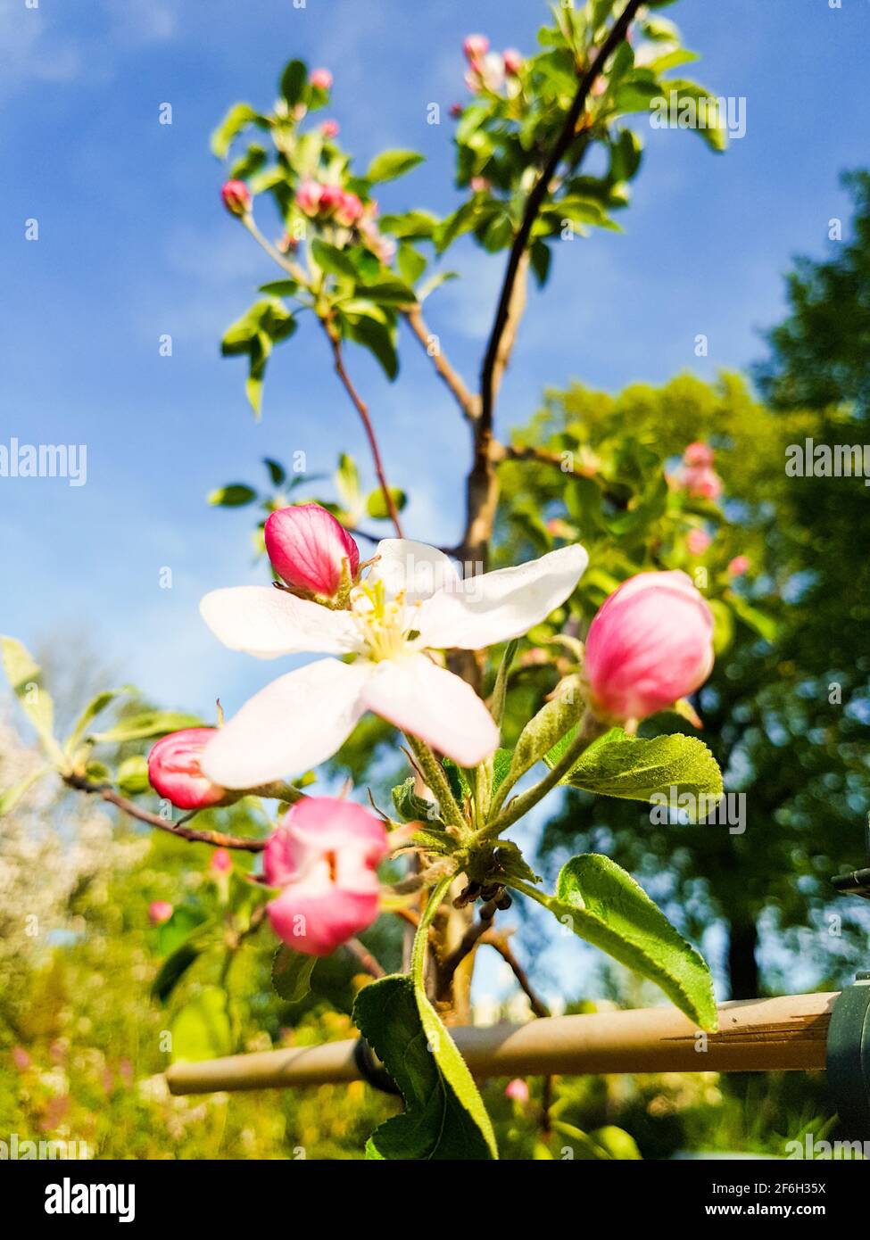 Mela fiore albero di mela espalier frutta in primavera di fronte di cielo blu e alberi alti giardino parco fiorisce paesaggio rosa bianco beauty gemme flora Foto Stock