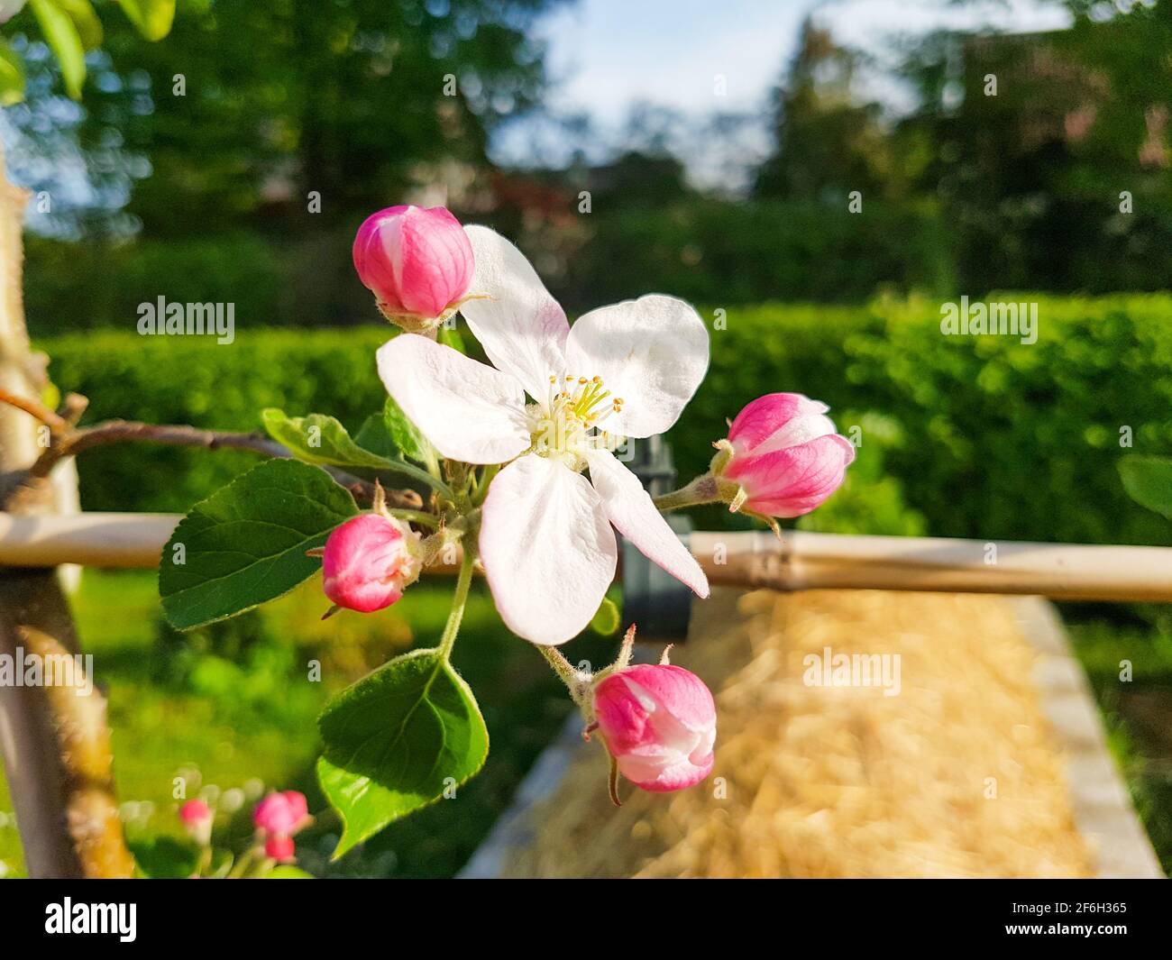 Mela fiore albero di mela espalier frutta in primavera di fronte di cielo blu e alberi alti giardino parco fiorisce paesaggio rosa bianco beauty gemme flora Foto Stock