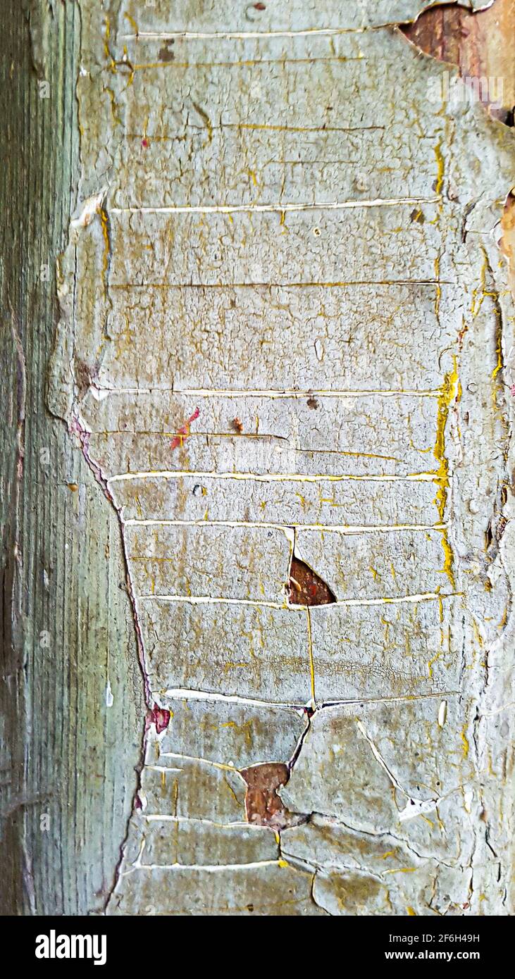 Sfondo vintage stagionato vecchia vernice di legno strip scheggiato aperto sbucciatura fuori linea solchi crepe rinnovo muro rivestimento in legno pannelli Foto Stock