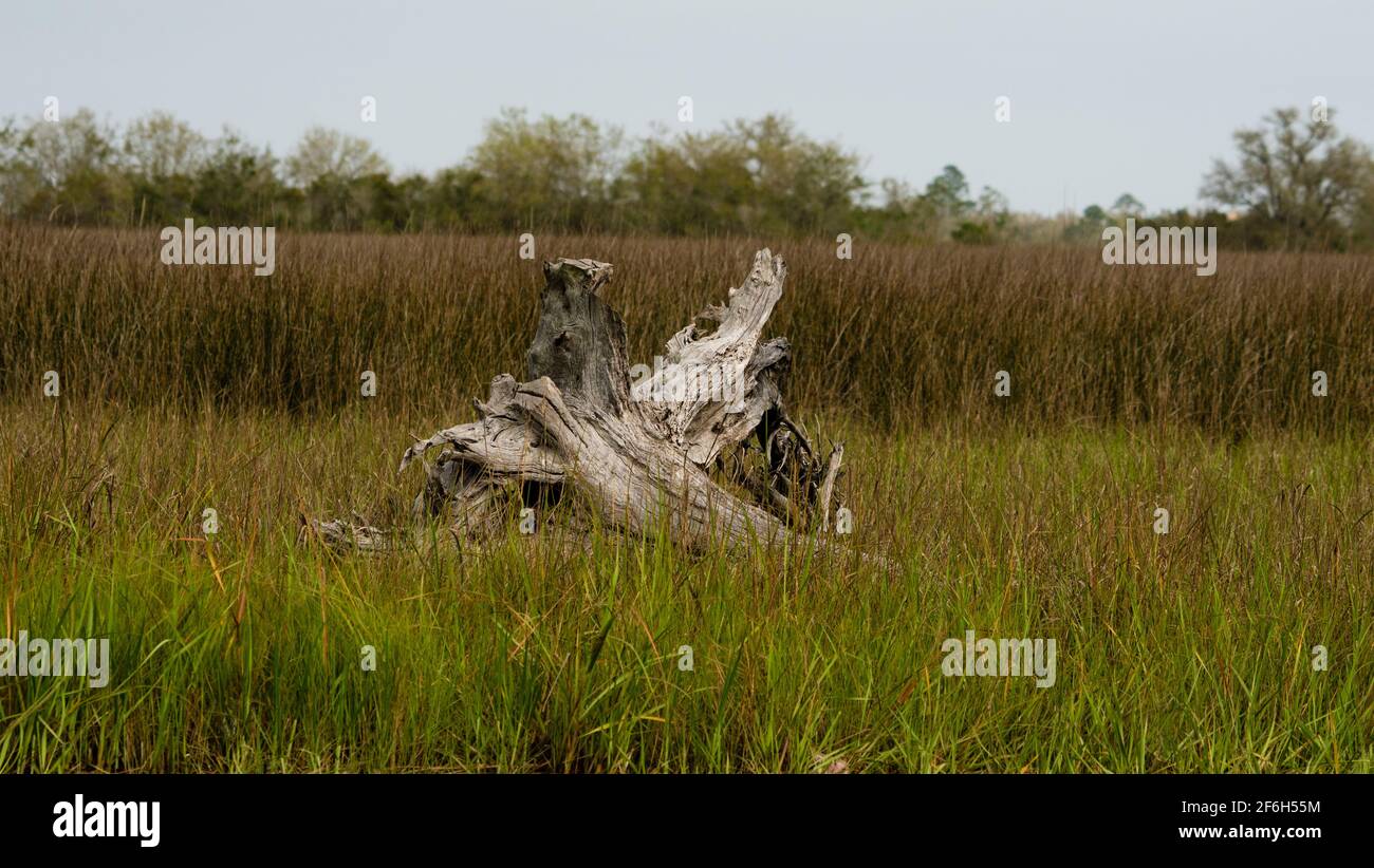 Le radici di un albero mostrano lungo la palude di sale nella costa del Mississippi con erbe e paludi. Foto Stock
