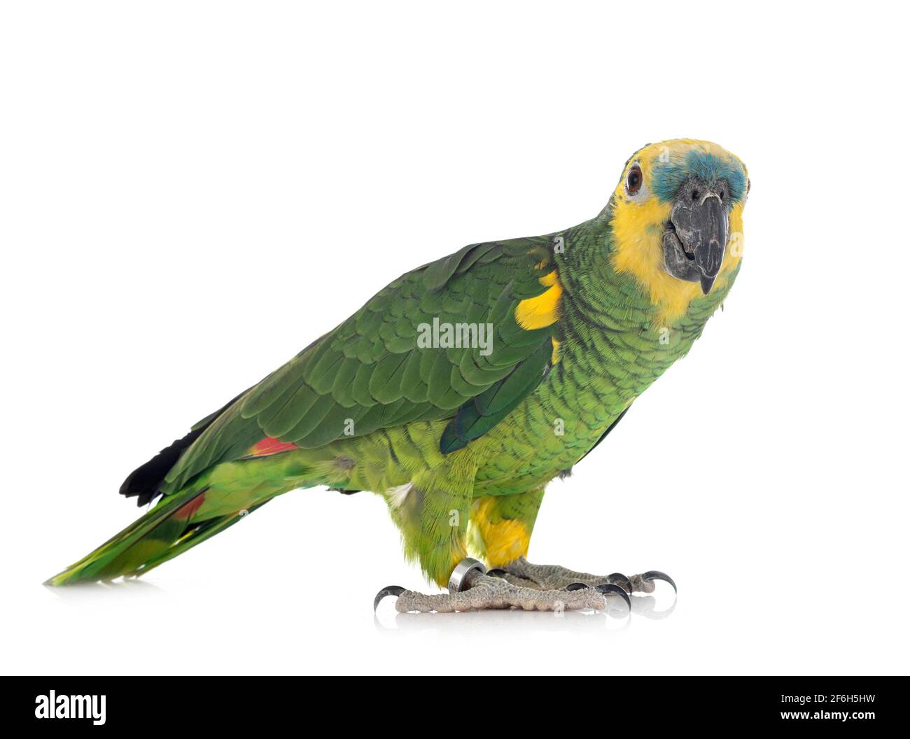 amazzonia turchese di fronte a sfondo bianco Foto Stock