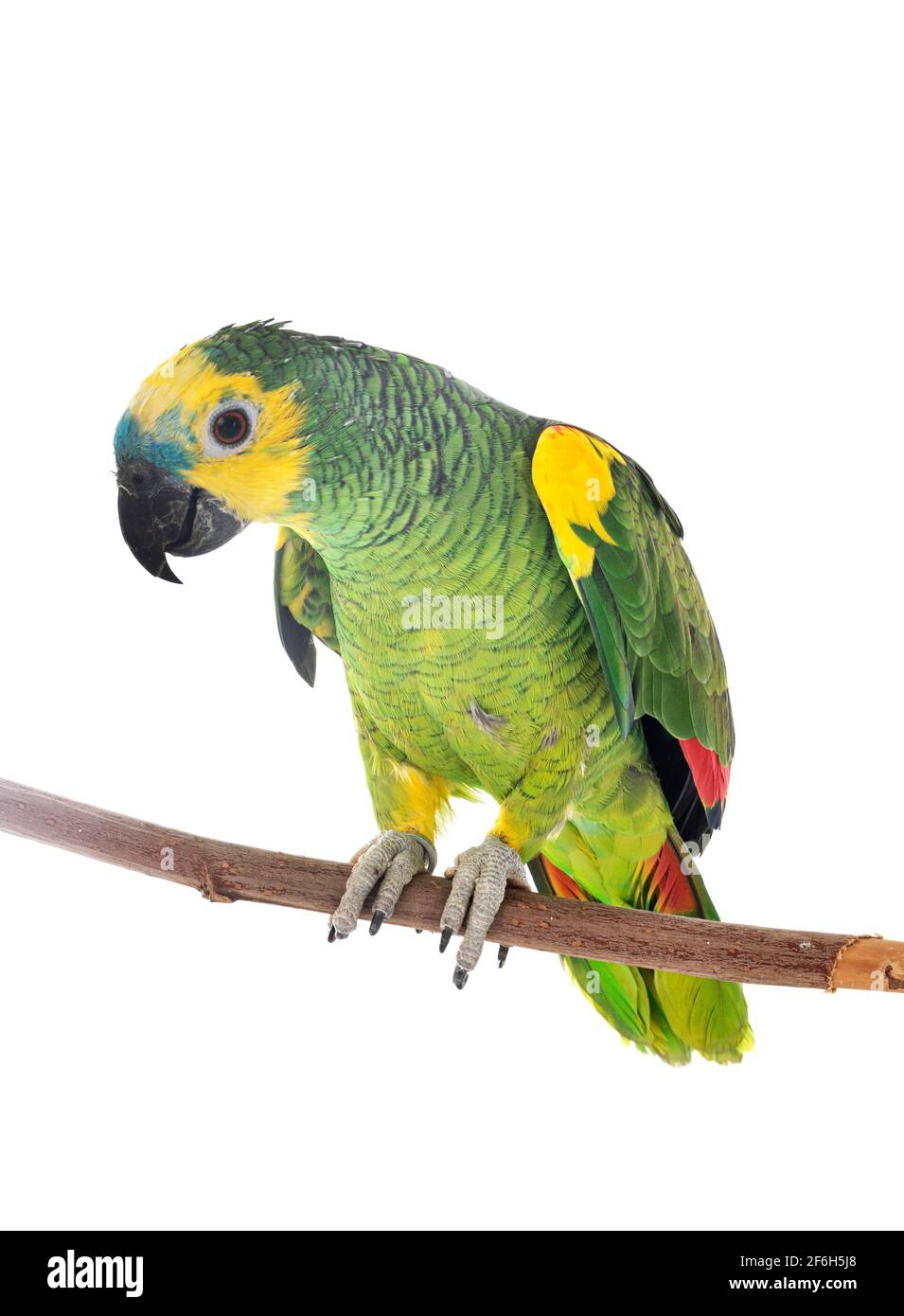 amazzonia turchese di fronte a sfondo bianco Foto Stock