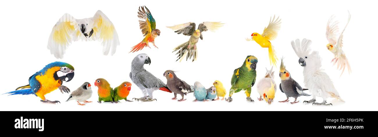 Comuni pet parrocchetto, pappagallo grigio africano, innamorati, Zebra finch e Cockatielin davanti a uno sfondo bianco Foto Stock